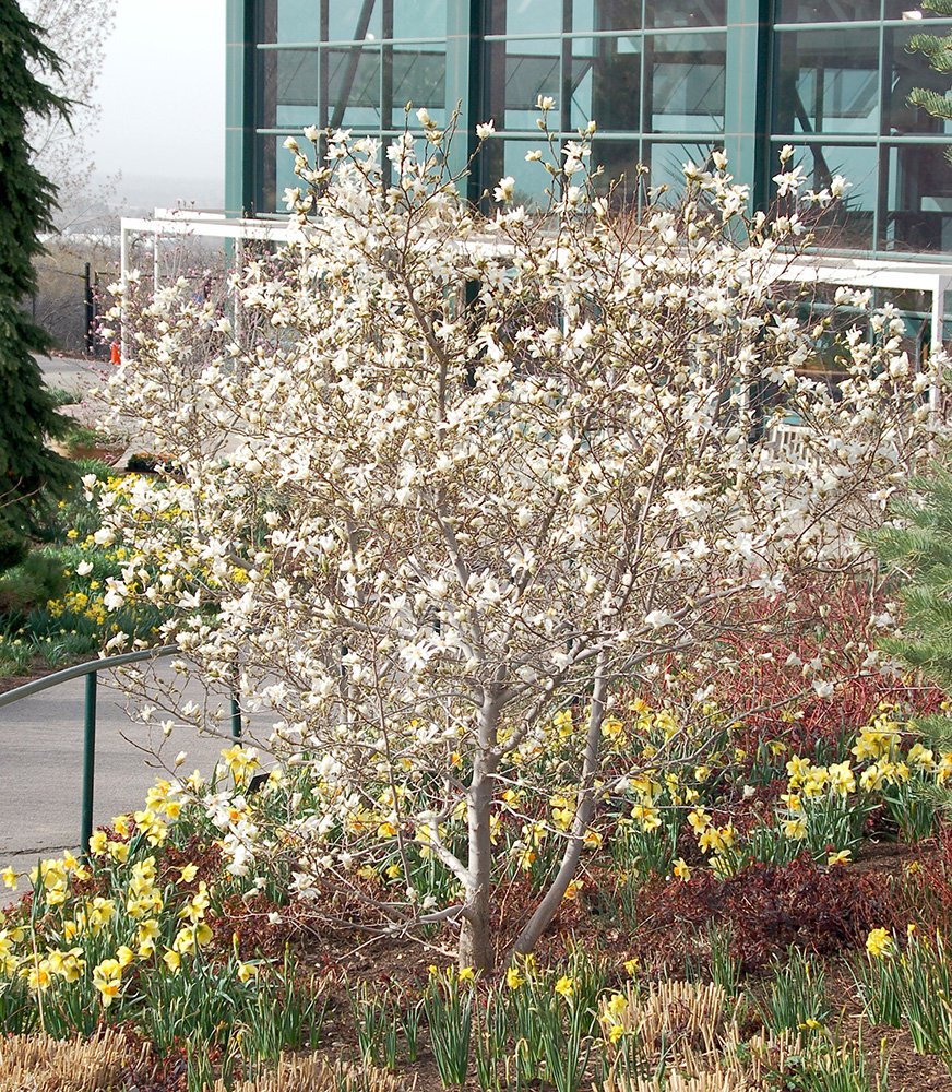 Magnolia x loebneri 'Merrill' Habit in Flower JWB.JPG