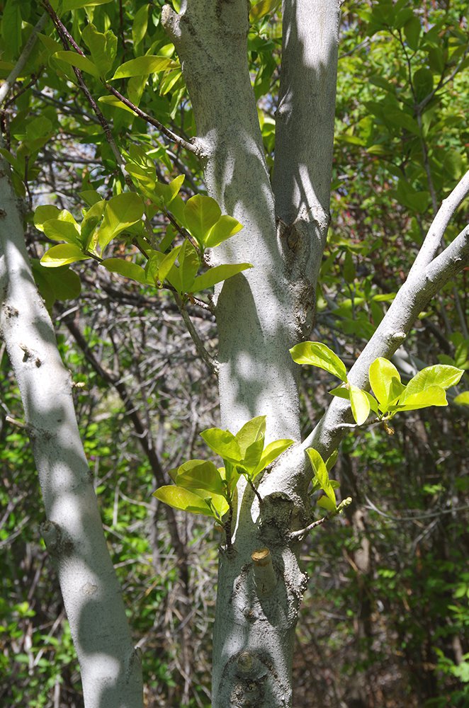 Magnolia x loebneri 'Merrill' Trunk Bark JMH15.JPG