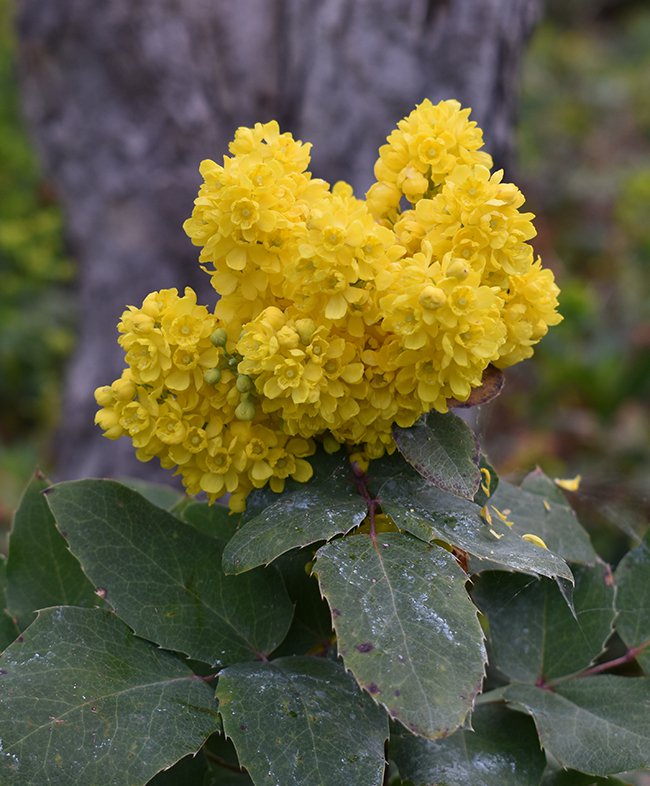 Mahonia-repens-Flowers-1-JWB21.JPG