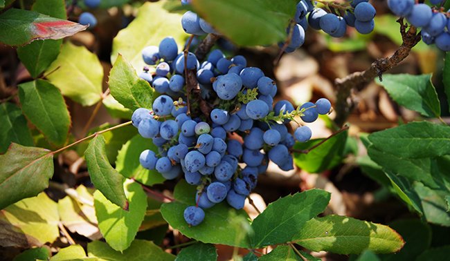 Mahonia-repens-Fruit-Summer-HMS24