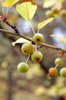 Malus-'Harvest-Gold'-Fruits-1-LEG19.JPG