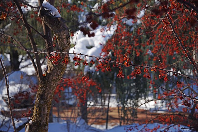 Malus-&#x27;Indian-Summer&#x27;-Fruit-Winter-HMS23