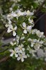 Malus-'Jewelcole'-Flowers-1-JWB21.JPG