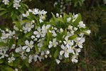Malus-'Jewelcole'-Flowers-2-JWB21.JPG