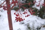 Malus-'Jewelcole'-Fruit-3-Winter-HMS19.JPG