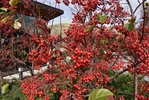 Malus-'Jewelcole'-Fruit-Fall-1-HMS21.JPG