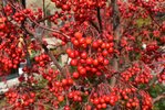 Malus-'Jewelcole'-Fruit-Fall-2-HMS21.JPG