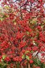 Malus-'Jewelcole'-Fruit-Fall-5-HMS21.JPG
