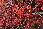 Malus-'Jewelcole'-Fruit-Fall-8-HMS21.JPG