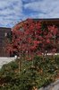 Malus-'Jewelcole'-Habit-Fall-3-HMS21.JPG