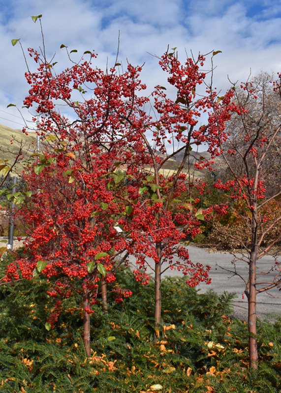 Malus-&#x27;Jewelcole&#x27; Heidi Simper