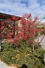Malus-'Jewelcole'-Habit-Fruit-Fall-2-HMS21.JPG
