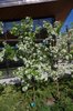 Malus-'Jewelcole'-Habit-in-Bloom-1-LEG19.JPG
