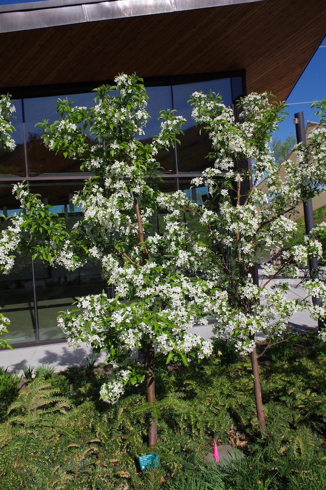Malus-'Jewelcole'-Habit-in-Bloom-1-LEG19.JPG