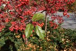 Malus-'Jewelcole'-Leaves-Fall-HMS21.JPG