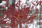 Malus-'Jewelcole'-Winter-Fruit-6-HMS19.JPG
