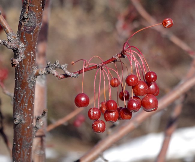 Malus-&#x27;Jewelcole&#x27;-Winter-Fruits-1-JWB22