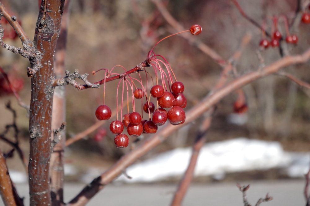 Malus-'Jewelcole'-Winter-Fruits-1-JWB22.JPG