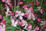 Malus-'Louisa'-Flowers-1-KA14.JPG