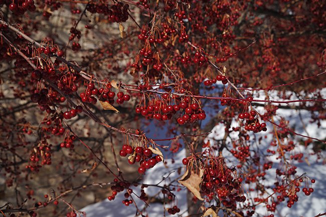 Malus-&#x27;Sutyzam&#x27;-Fruit-Winter-HMS23