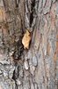 Malus-baccata-f.-jackii-Bark-1-GLE21.JPG