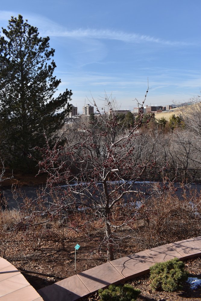 Malus-ioensis-'Adams'-Habit-Winter-2-HMS21.JPG