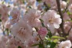 Malus-ioensis-'Prairie-Rose'-Flowers-1-JWB21.JPG