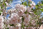 Malus-ioensis-'Prairie-Rose'-Flowers-2-JWB21.JPG
