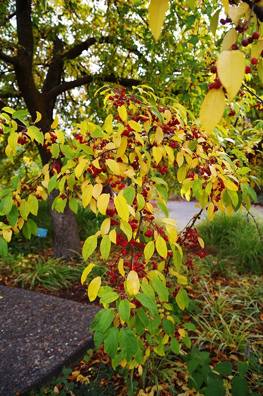 Malus-x-zumi-var.-calocarpa-Fall-Fruit-HMS24