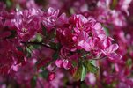 Malus 'Adams' Flowers 1 JWB14.JPG