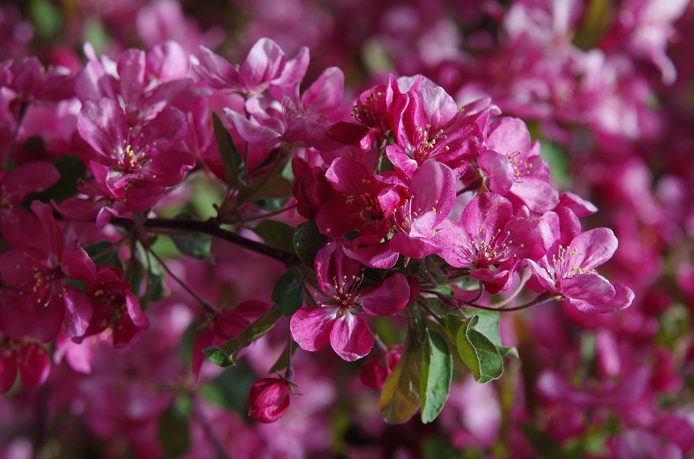 Malus 'Adams' Flowers 1 JWB14.JPG