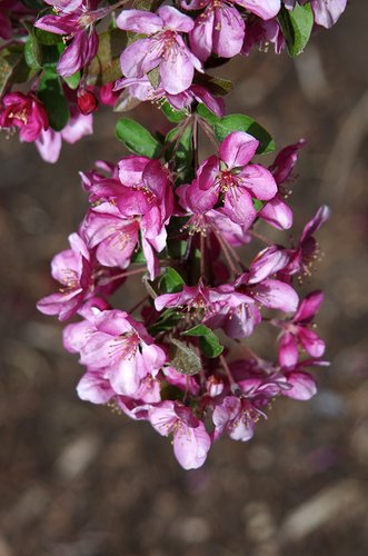Malus 'Adams' Flowers 2 JWB14.JPG