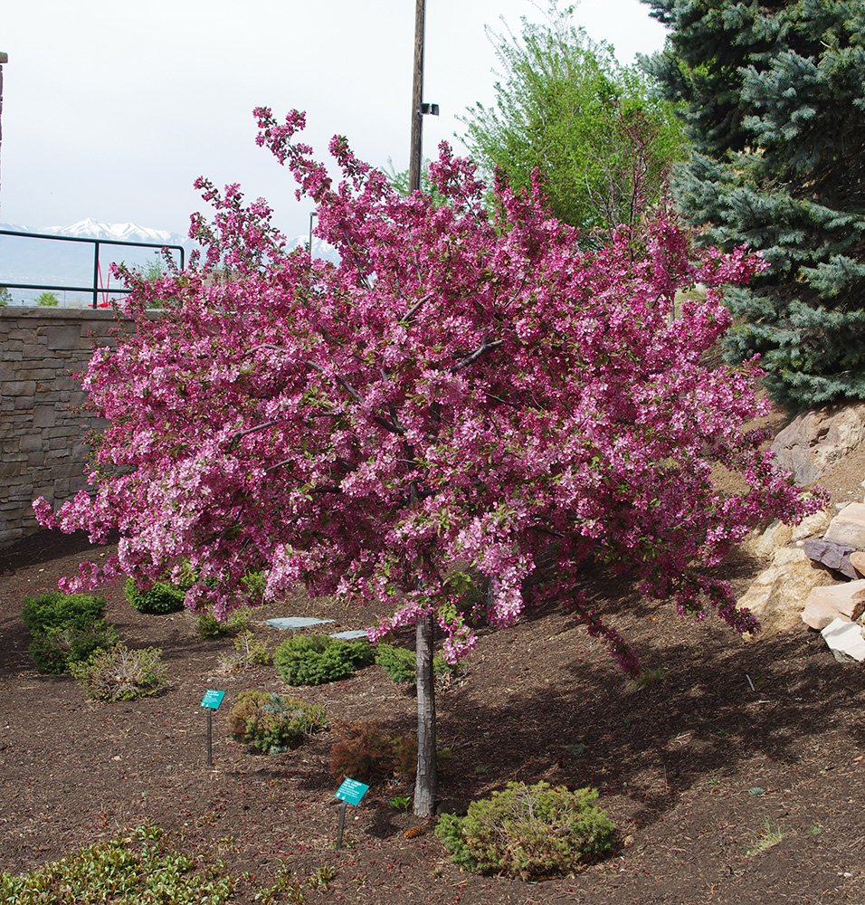 Malus 'Adams' Habit in Bloom JWB14.JPG