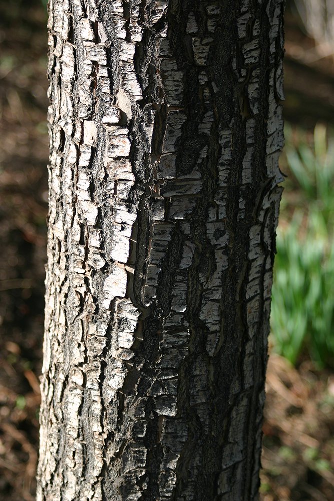 Malus 'Harvest Gold' Bark GG12.JPG