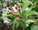 Malus 'Harvest Gold' Flower Buds.jpg