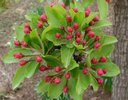 Malus 'Harvest Gold' Flower Buds GCB.jpg