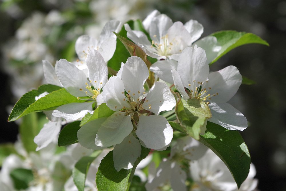 Malus 'Harvest Gold' Flowers 1 LEG18.JPG