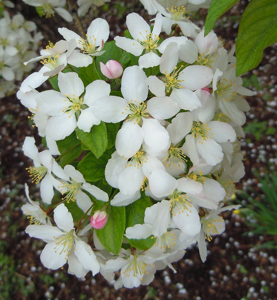 Malus 'Harvest Gold' Flowers JWB12.JPG