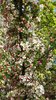 Malus 'Harvest Gold' Flowers MTT15.jpg