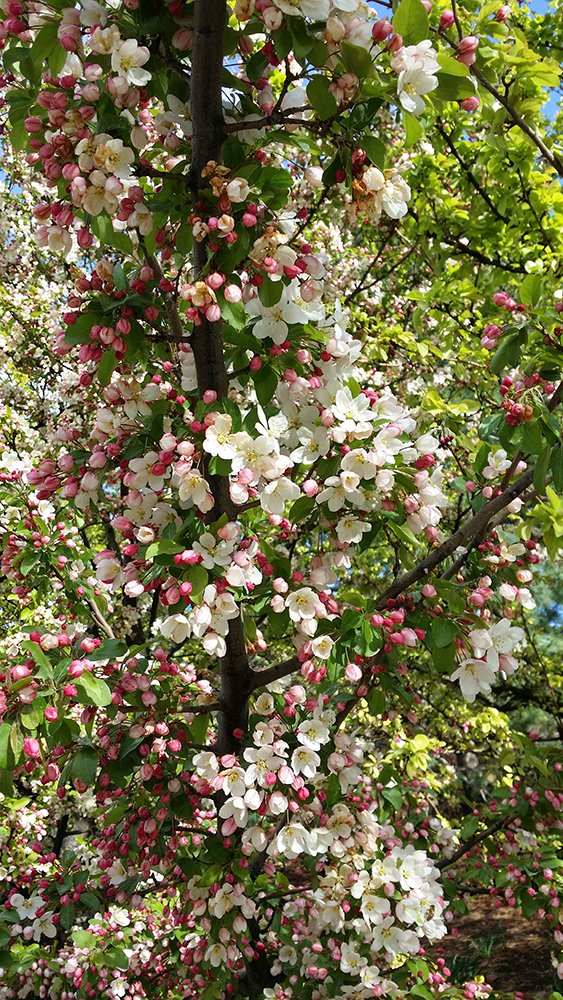 Malus 'Harvest Gold' Flowers MTT15.jpg