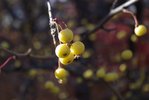 Malus 'Harvest Gold' Fruit 1 LEG17.JPG
