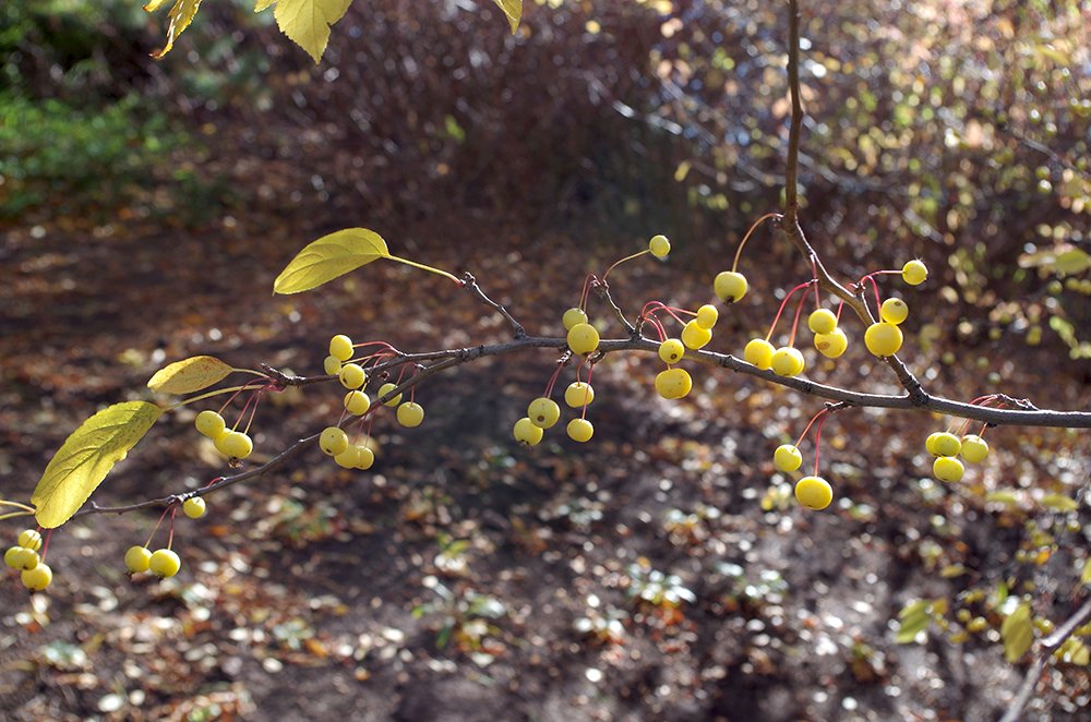 Malus 'Harvest Gold' Fruit 3 HMS15.JPG