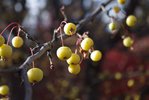 Malus 'Harvest Gold' Fruit 4 LEG17.JPG