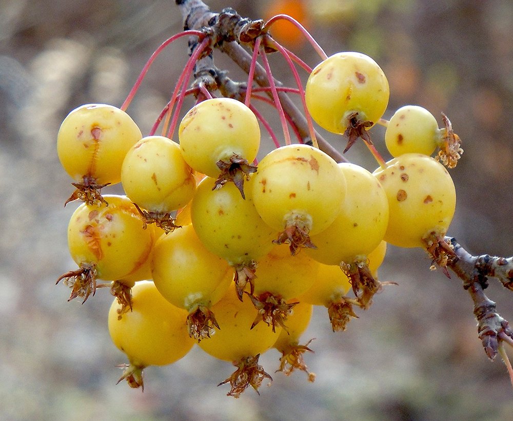 Malus 'Harvest Gold' Fruit JWB.jpg