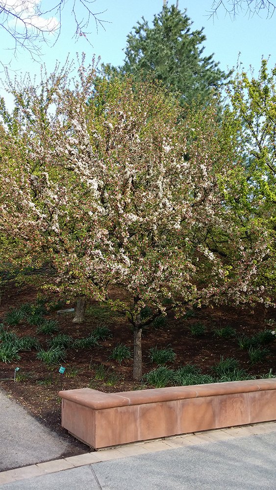 Malus 'Harvest Gold' Habit in Flower MTT15.jpg