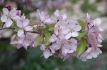 Malus 'Indian Magic' Flowers 1 JMH18.JPG