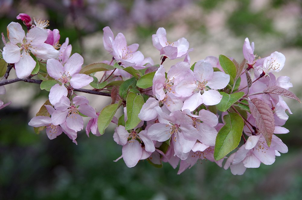Malus 'Indian Magic' Flowers JMH19.JPG