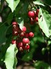 Malus 'Indian Magic' Fruit EB.JPG