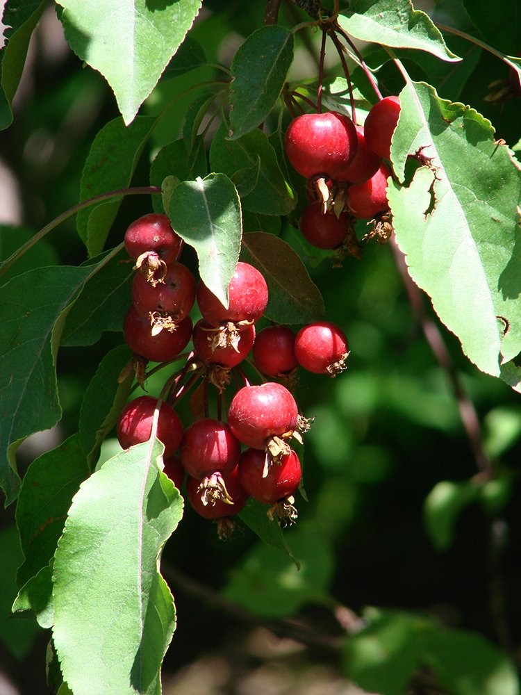 Malus 'Indian Magic' Fruit EB.JPG