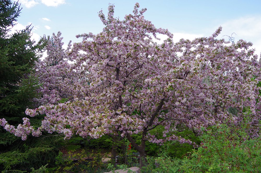 Malus 'Indian Magic' Habit in Flower JMH19.JPG